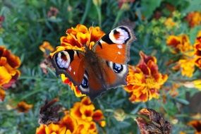 peacock butterfly on the flower