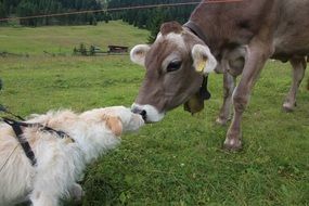 dog and cow kissing