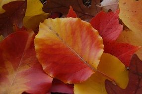 yellow-red leaves in autumn