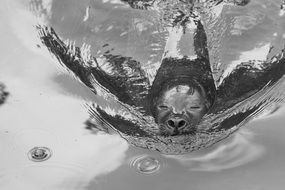 sea lion in water in black white background