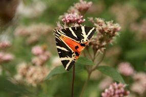 butterfly on blossom flower close