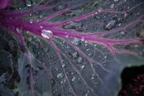 leaf with water drop