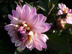 Pink flower in spring time