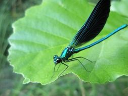 shiny green dragonfly on a leaf