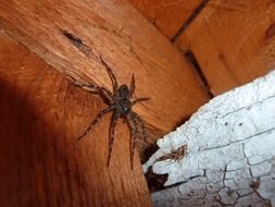 huge spider on a wooden surface