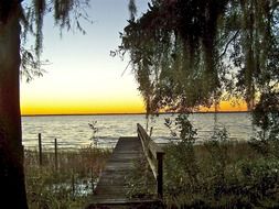 trees near the old pier on the lake