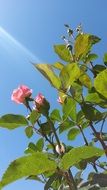 blooming bush of queen elizabeth rose at sky