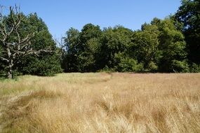 landscape of golden field and green forest