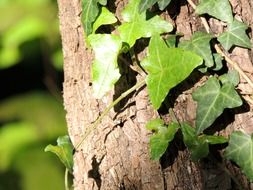 Climbing plant on a tree trunk close-up on blurred background