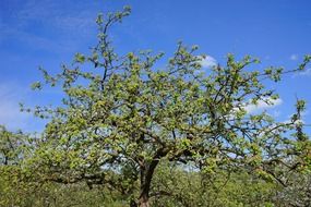 green tree apple spring nature