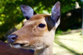 Beautiful fallow deer