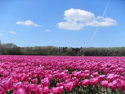 breathtakingly beautiful purple tulip field