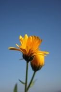 yellow flower blue sky