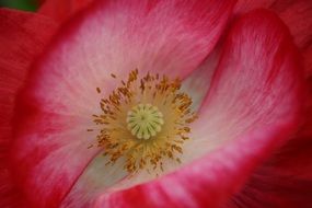 poppy red macro photo