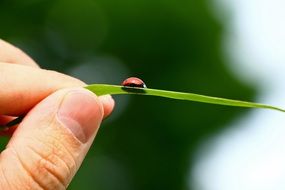 grass with a ladybug in hand