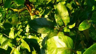 leaves plants green