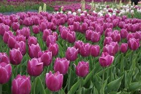 lot of purple tulips
