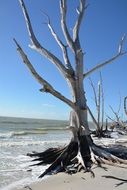 dead bared tree on beach sea