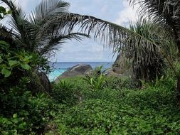 islands with palm trees and cliffs in Thailand