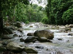 stones in forest river