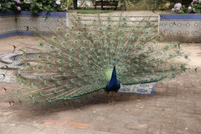 peacock with wide open tail feathers