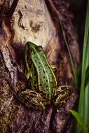 green frog in its natural habitat