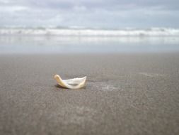 piece of seashell on beach at water, greece, crete