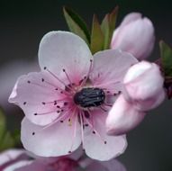 Insects on a peach flower
