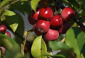 closeup photo of growing red small apples