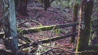 Wooden old fence in the forest