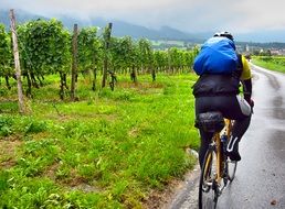 Cyclist near the vineyards