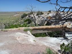 petrified wood desert scenery