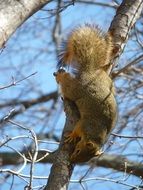 squirrel spring animal