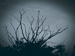 picture of the creepy tree