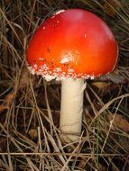fly red agaric mushroom