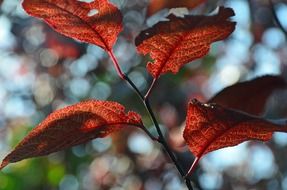 red leaves on a garden tree