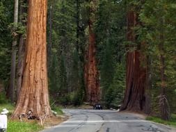 giant sequoia trees at road in national park, usa, california