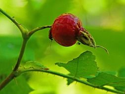 bug spider on the red rose hip macro