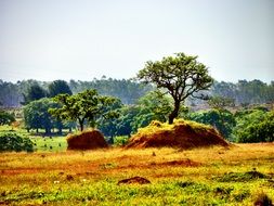 brazil cerrado deforestation view