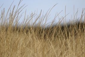 dry plant cereals against the sky