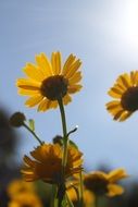 Yellow flowers under the sun