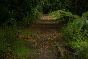 landscape overgrown path in the park