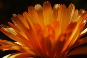 orange flower with pointed petals close-up