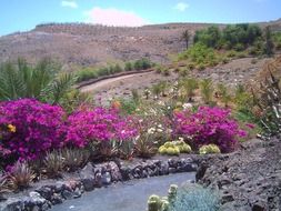 bushes with pink flowers in spring