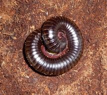 African centipede worm
