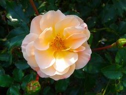 close up of a pastel garden rose on a bush