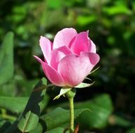 pink blooming rose close-up on blurred background