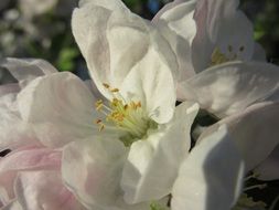 apple tree white flowers blossom