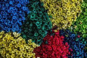 Bushes with flowers of different colors