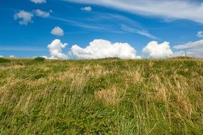 green meadow with tall grass